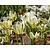Tulipa viridiflora 'Spring Green'
