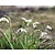 Galanthus nivalis 'Flore Pleno'