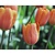 Tulipa 'Apricot Favourite'