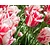 Tulipa 'Sorbet'