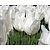 Tulipa 'White Triumphator'