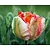 Tulipa 'Apricot Parrot'