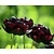 Tulipa 'Black Hero'