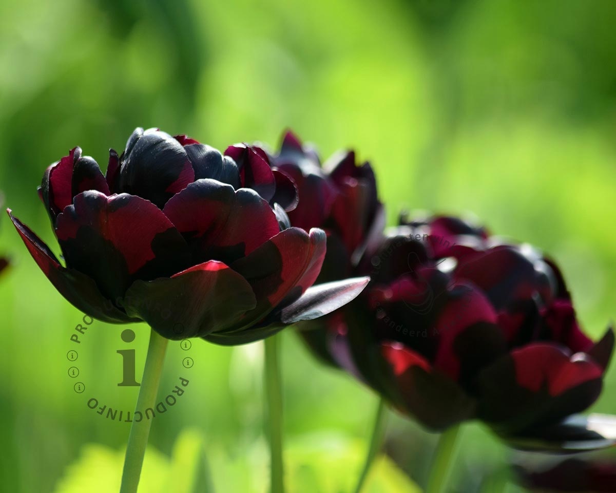Tulipa 'Black Hero'