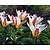 Tulipa kaufmanniana 'Johann Strauss'