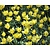 Tulipa 'Honky Tonk'