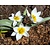 Tulipa polychroma