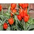 Tulipa praestans 'Van Tubergen's Variety'