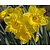 Narcissus 'Dutch Master'