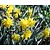 Narcissus 'Rip van Winkle'