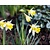 Narcissus 'Topolino'