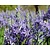 Camassia leichtlinii 'Caerulea'