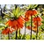 Fritillaria imperialis 'Aurora'