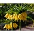 Fritillaria imperialis 'Lutea'