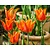 Tulipa 'Ballerina'