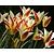 Tulipa clusiana 'Cynthia'