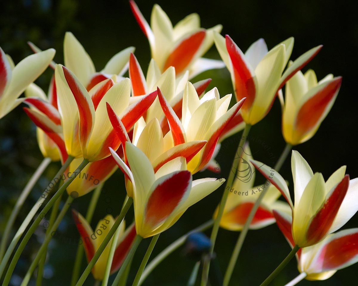 Tulipa clusiana 'Cynthia'