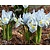 Iris reticulata 'Katharine Hodgkin'