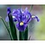 Iris hollandica 'Blue'