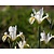 Iris hollandica 'White'