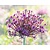 Allium 'Miami'