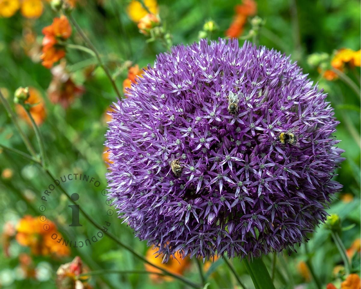 Allium 'Pinball Wizard'