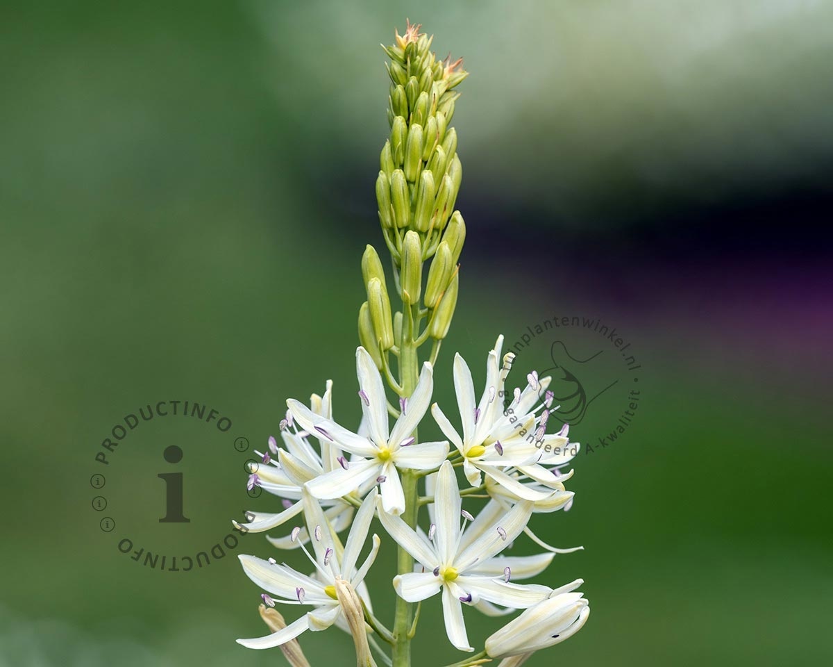Camassia leichtlinii 'Alba'