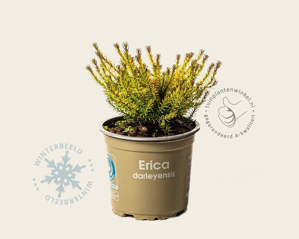 Erica x darleyensis 'Mary Helen'