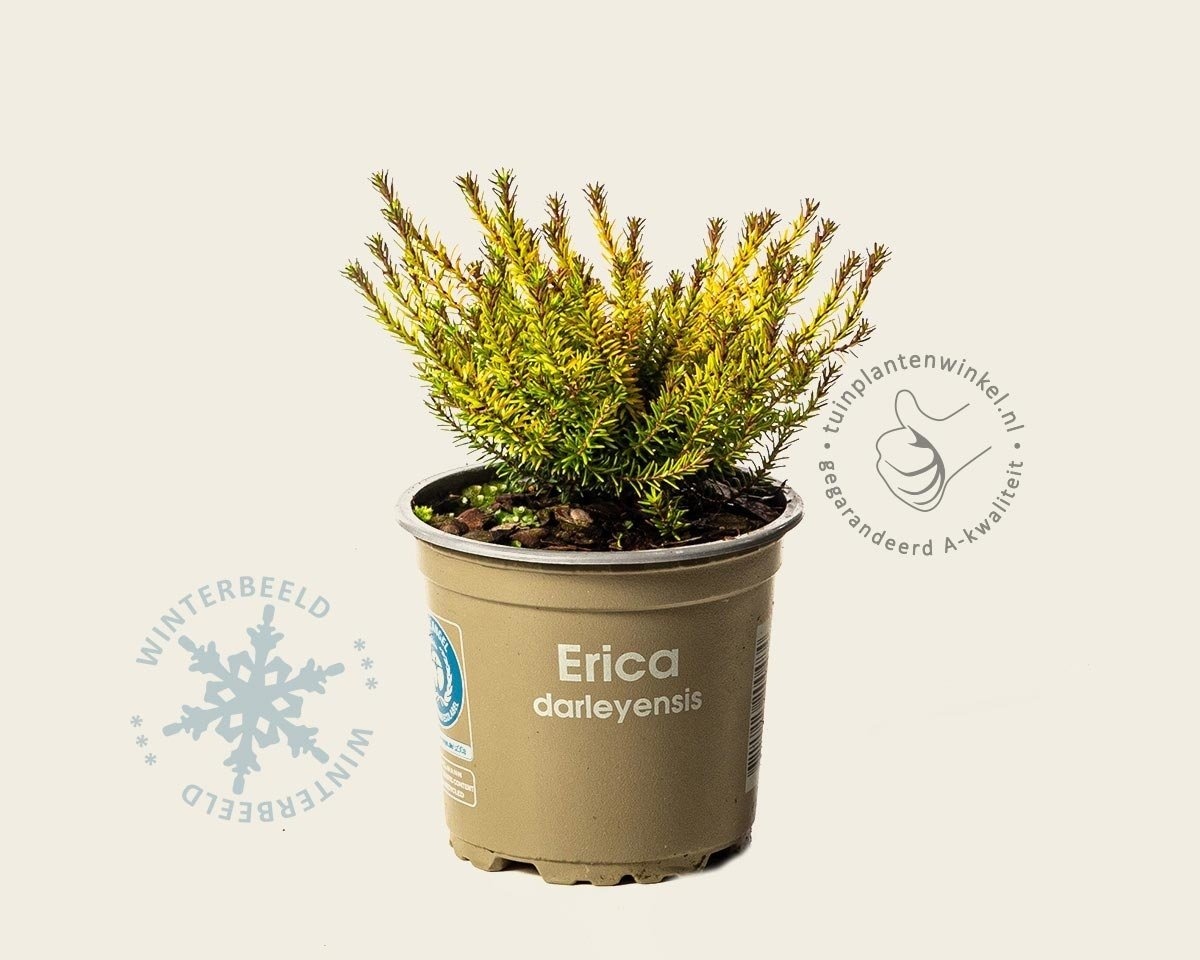 Erica x darleyensis 'Mary Helen'