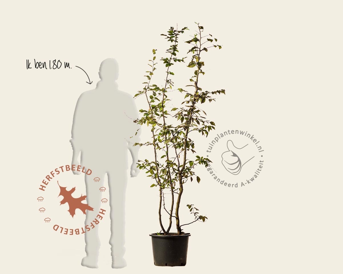 Carpinus betulus - meerstammig