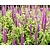 Teucrium hyrcanicum