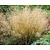 Deschampsia cespitosa 'Palava'