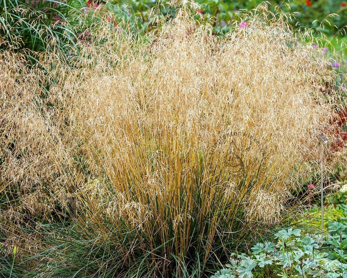Deschampsia cespitosa 'Palava'