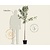 Malus domestica 'Ecolette' - halfstam