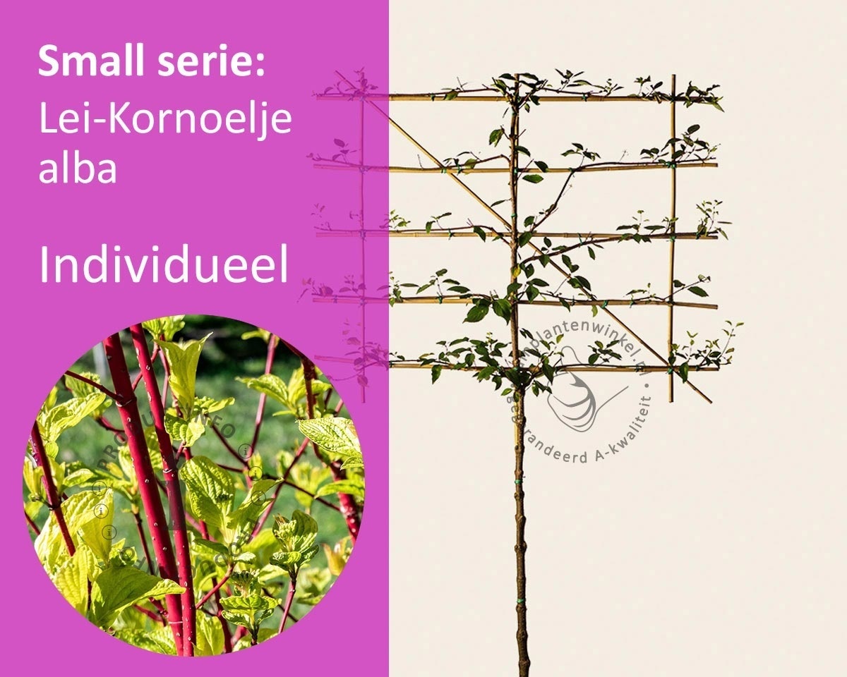 Lei-Kornoelje alba - Small - individueel geen extra's