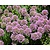 Allium 'Millenium'