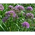 Allium 'Lavender Bubbles'