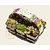 Rotsplanten Alpine Mix - tray 6 stuks