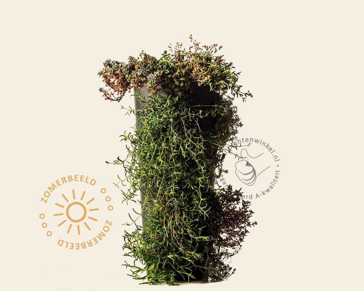 Rotsplanten wandhanger