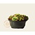Sempervivum Mix - schaal