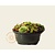 Sempervivum Mix - schaal
