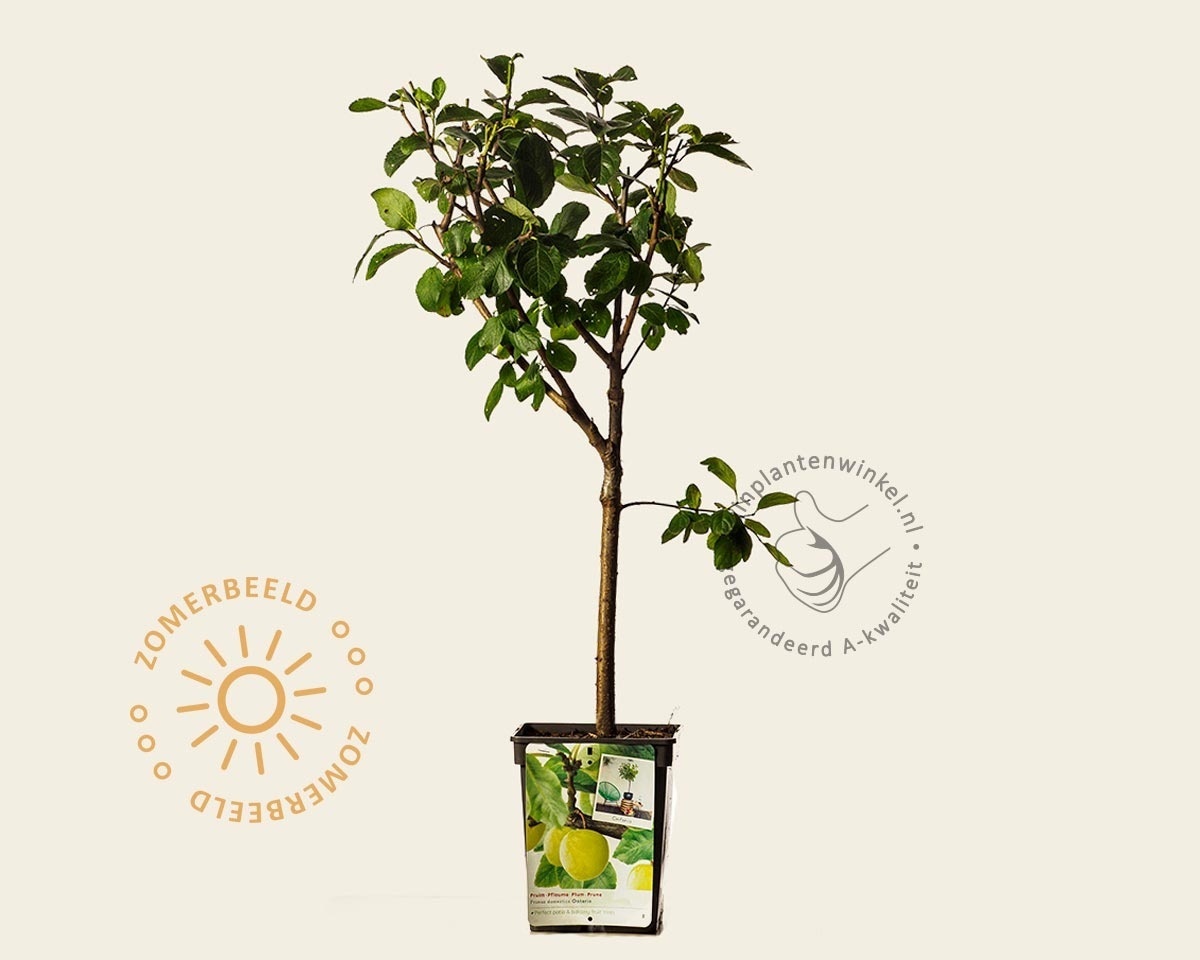 Prunus domestica 'Ontario' - mini