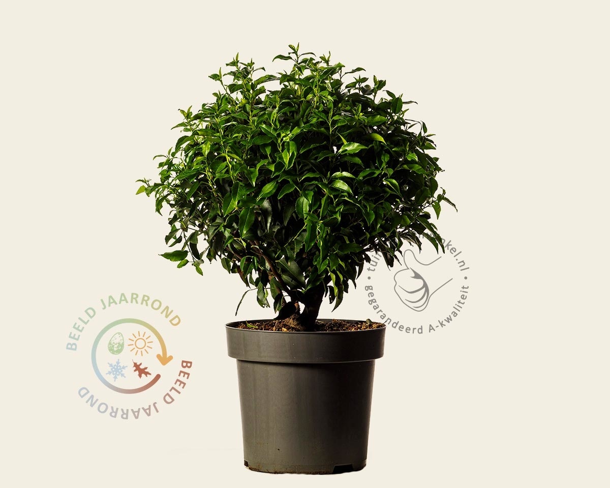 Prunus lusitanica 'Angustifolia' - bolvorm