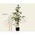Ginkgo biloba - 3-stam