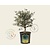 Olea europaea - struikmodel