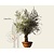 Alleen in winkel Olea europaea - bonsai in schaal