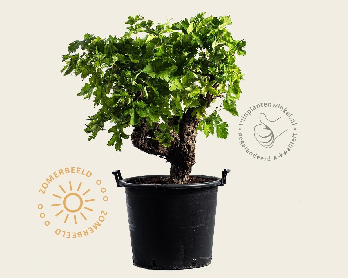 Vitis vinifera - oude druivenstronk