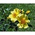 Rosa 'Bee Gold'