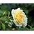 Rosa 'Tsarina'