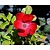 Rosa 'Archimedes'